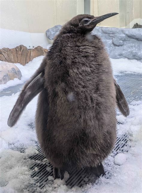 Pesto the Penguin Is Growing Up and Shedding His 